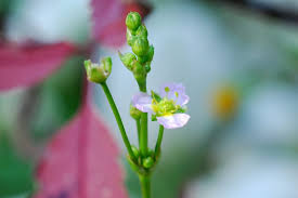 Attēlu rezultāti vaicājumam “Alisma lanceolatum”