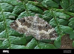 Attēlu rezultāti vaicājumam “Epirrhoe alternata”