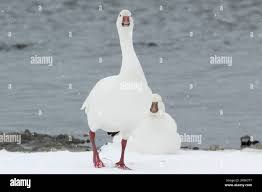 Image result for Anser caerulescens