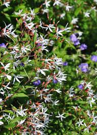 Attēlu rezultāti vaicājumam “Gillenia trifoliata flower”