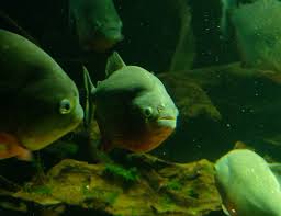 Image result for Prestatyn Piranhas