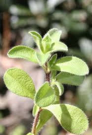 Attēlu rezultāti vaicājumam “Cerastium sylvaticum”