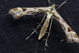 Attēlu rezultāti vaicājumam “Platyptilia gonodactyla imago”