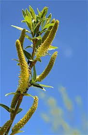Attēlu rezultāti vaicājumam “Salix triandra male flower”
