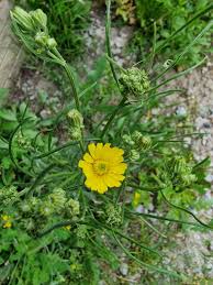 Attēlu rezultāti vaicājumam “Crepis tectorum”