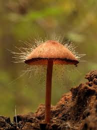 Attēlu rezultāti vaicājumam “Spinellus fusiger”