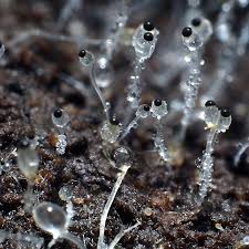 Attēlu rezultāti vaicājumam “Pilobolus crystallinus”