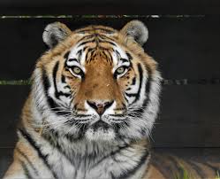 Afbeeldingsresultaat voor tijgers