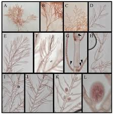 Attēlu rezultāti vaicājumam “Ceramium sp.”