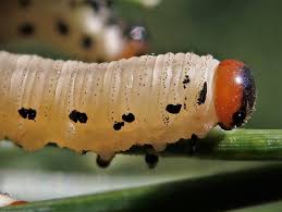 Attēlu rezultāti vaicājumam “Phronia sp. larva”