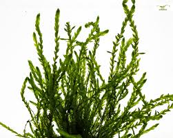 Attēlu rezultāti vaicājumam “Fontinalis antipyretica subsp. gracilis”