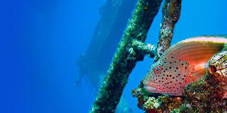 Image result for Haslemere Sub Aqua Club