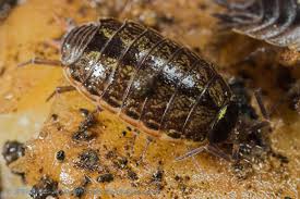 Attēlu rezultāti vaicājumam “Ligidium hypnorum”