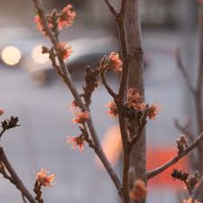 Attēlu rezultāti vaicājumam “Hamamelis vernalis bud”