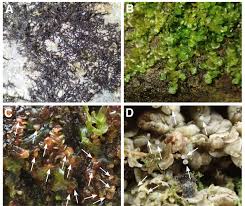 Attēlu rezultāti vaicājumam “Frullania dilatata”