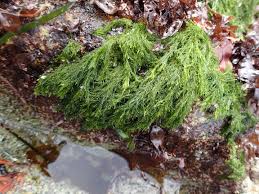 Attēlu rezultāti vaicājumam “Aloina rigida sporophyte”