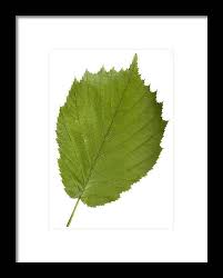 Attēlu rezultāti vaicājumam “Corylus avellana leaf”