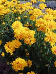 Image result for Coreopsis