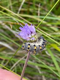 Attēlu rezultāti vaicājumam “Caliroa annulipes larva”