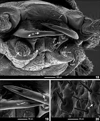 Attēlu rezultāti vaicājumam “Phosphaenus hemipterus male”