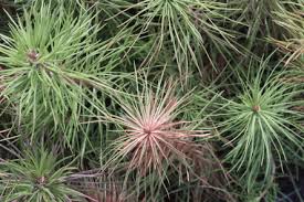 Attēlu rezultāti vaicājumam “Melampsoridium sp.”