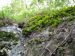 Attēlu rezultāti vaicājumam “Gymnostomum calcareum”