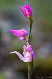 Attēlu rezultāti vaicājumam “Cephalanthera rubra bud”