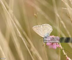 Attēlu rezultāti vaicājumam “Maculinea alcon”