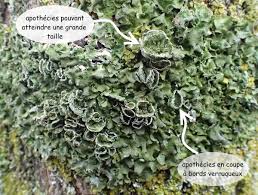 Attēlu rezultāti vaicājumam “Pleurosticta acetabulum”