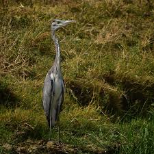 Attēlu rezultāti vaicājumam “Ardea cinerea adult”