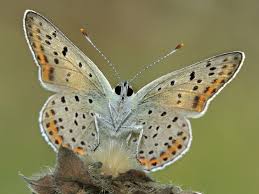 Attēlu rezultāti vaicājumam “Lycaena tityrus underside”