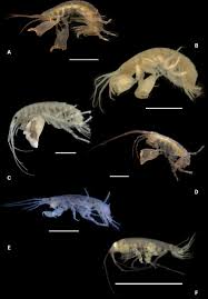 Attēlu rezultāti vaicājumam “Amphipoda”