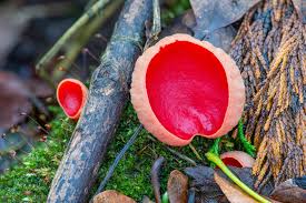 Attēlu rezultāti vaicājumam “Sarcoscypha austriaca”