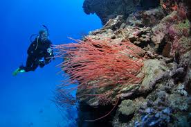 Image result for Three Seas Diving