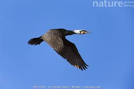 Image result for Phalacrocorax carbo