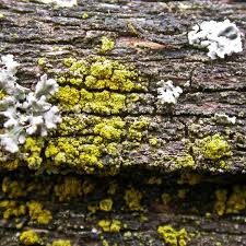 Attēlu rezultāti vaicājumam “Candelariella sp.”