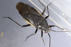 Attēlu rezultāti vaicājumam “Capsodes gothicus imago”