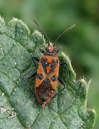 Attēlu rezultāti vaicājumam “Corizus hyoscyami”