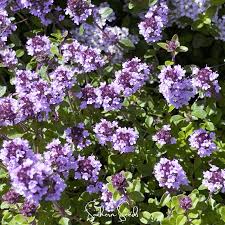 Attēlu rezultāti vaicājumam “Thymus pulegioides fruit”