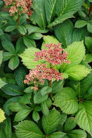 Image result for Rodgersia chocolate wings