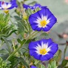 Image result for Convolvulus tricolor