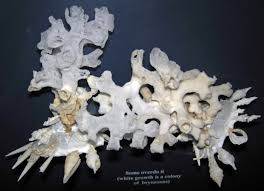 Attēlu rezultāti vaicājumam “Sclerophora pallida”