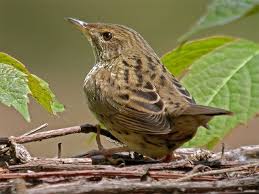 Image result for Locustella lanceolata