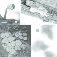 Attēlu rezultāti vaicājumam “Diderma hemisphaericum spores”