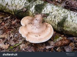 Attēlu rezultāti vaicājumam “Piptoporus betulinus”