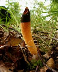 Attēlu rezultāti vaicājumam “Mutinus caninus”