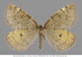 Attēlu rezultāti vaicājumam “Epirranthis diversata”