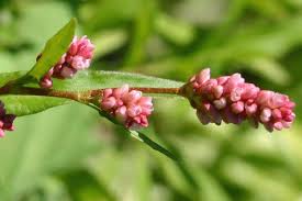 Attēlu rezultāti vaicājumam “Persicaria maculosa flower”