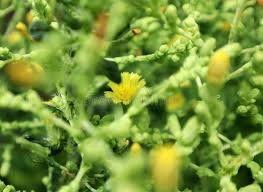 Attēlu rezultāti vaicājumam “Lactuca sativa flower”
