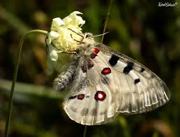 Attēlu rezultāti vaicājumam “Parnassius mnemosyne underside”